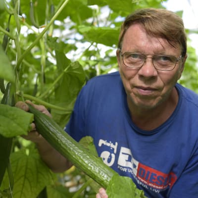 Martin Westerberg har odlat gurka i Yttermark i 40 år.