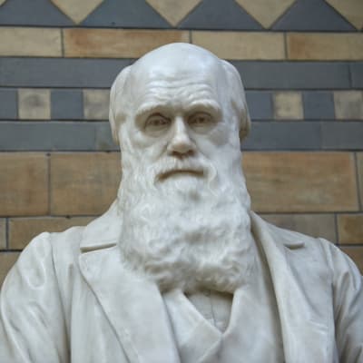 En staty av evolutionsteorins utvecklare, Charles Darwin, på det Naturhistoriska museet i London.