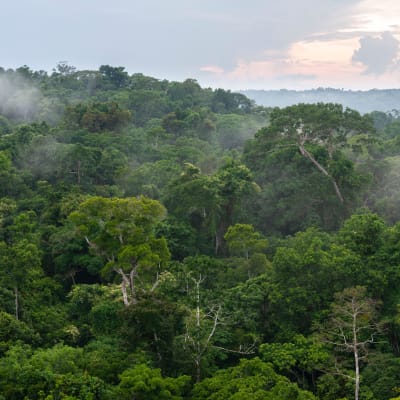 Regnskog i Amazonas. Pará, Brasilien  