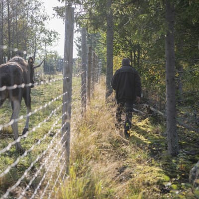 En man går längs med ett gallerstaket åtföljd av en älg på andra sidan gallret. 