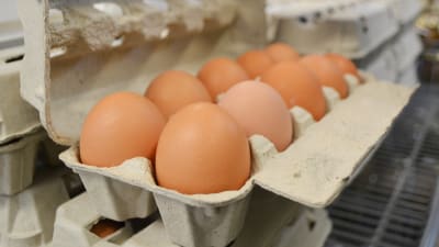 Tio närproducerade ägg i en äggkartong.