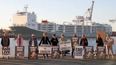 Personer som protesterar mot boskapsexport med fraktfartyg i en hamn i Australien.