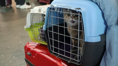 En jamande katt i en bur som står på en kappsäck på ett golv.
