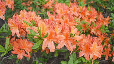 Azalea i rhododendronparken i Haga