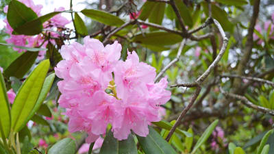 rhododendron i Haga i Helsingfors