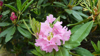 rhododendron i Haga i Helsingfors