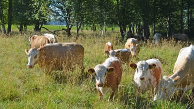 Östfinska kor betar under sommaren vid Esboviken