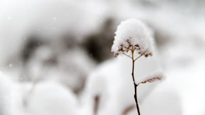 blomma täckt med snö