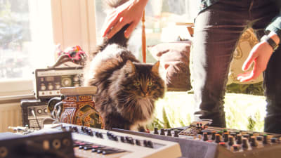 Katt i hemmastudion
