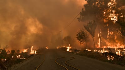 Skogsbrand i Portugal.