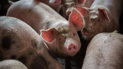 gris på polsk svinfarm 2013