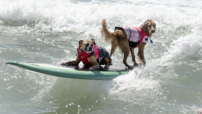 Två hundar med flytvästar på ett surfbräde i vattnet deltar i tandemtävlingen på Huntington Beach i Kalifornien, USA, den 28 september 2014.
