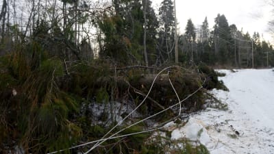Träd som fallit över elledningar i Vasa den 2.1.2019.