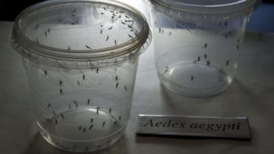 Zikaviruset sprids genom myggor.