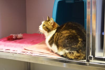 Katt i hittedjurshuset i Vik i Helsingfors.