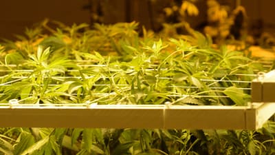 Marijuanaplantor växer i en marijuanabutik i Colorado.