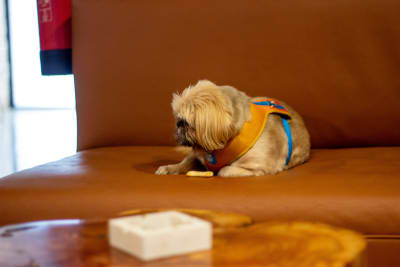 En hund ligger i en soffa. I förgrunden syns ett bord med en askkopp på.