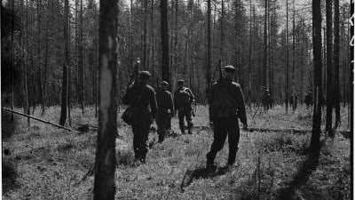 Törnin sissejä metsässä.