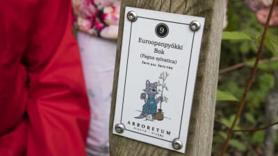 En stolpe med en skylt där det står en nummer, följt av en text på finska och svenska som berättar att trädet intill är en bok och att det är Evis träd.