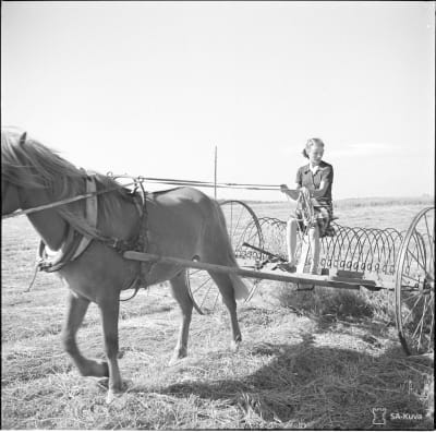 Nainen ohjastamassa hevosta harakoneen kanssa 1941