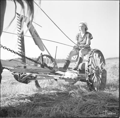 Nainen ajamassa niittokonetta 1941.