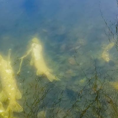 Kirkkolammen sulapaikassa näkyy pohjassa kuolleita haukia ja muita kaloja.