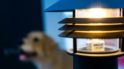 En utomhuslampa med en hund i bakgrunden. 
