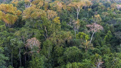 Regnskogen Amazonas