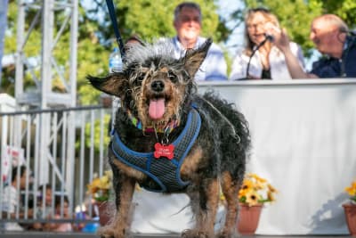 En liten brunsvart hund med långt ovårdat hår och tungan ute.
