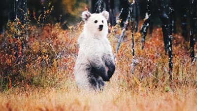 Vit björn i Kuusamo