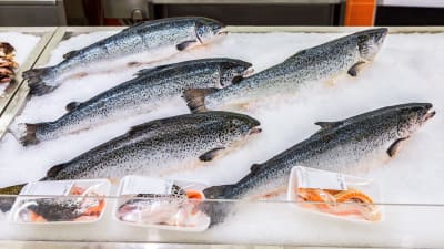 Norska odlade laxar i fiskdisken i butiken. 