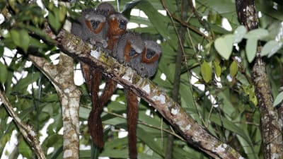 En grupp apor som tillhör arten Zogue Zogue Rabo de Fogo sitter på en trädgren i Amazonas.
