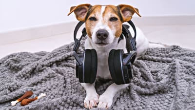 Hund med hörlurar.