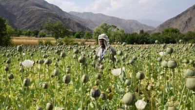En man på ett opiumfält i Dara-i Mazor i Afghanistan.
