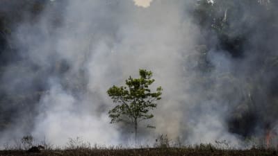Ett träd står framför en tät regnskog. Rök från en brand stiger upp.