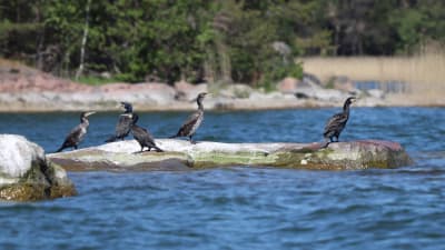 En flock med fem mörka stora fåglar sitter på en klippa.