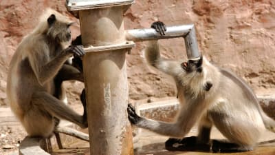 apor dricker vatten