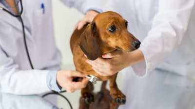 En tax-hund står på ett undersökningsbord omgiven av två veterinärer vara ev lyssnar på hundens lungor med ett stetoskop.