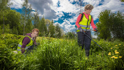 Emilia Kankare och Olivia Wahlroos, två ungar damer i gula skyddsvästar, tar bort invasiva främmande växter på ett frodigt grönt fält.