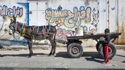 Tuntematon poika ja aasi kadulla Gazan pohjois-osassa.