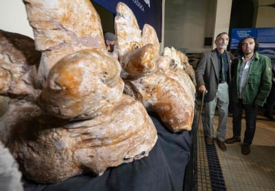  Mario Urbina och Rodolfo Salas står bredvid en enorm fossil. 