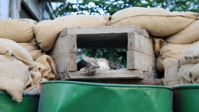 En katt njuter av livet på barrikaden som delar Nicosia.