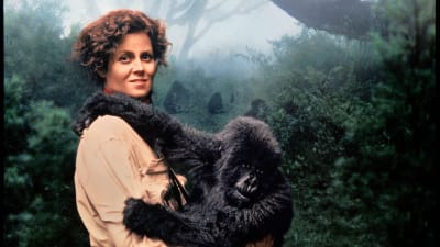 Kameraan katsova tummatukkainen nainen vaaleassa paidassa pitelee pientä gorillaa sylissään sumuisen viidakon edustalla.
