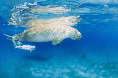 En dugong simmar nder havsytan i Röda havet.