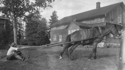 En man drar i ett rep som är fast i en häst. Bilden är tagen 1930 i Sund, Åland.