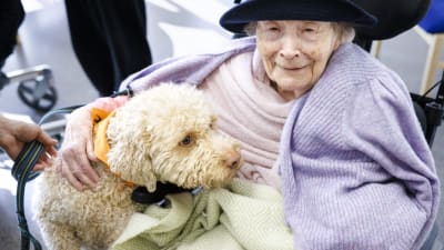 Kompishund besöker en äldre dam på ett seniorboende.