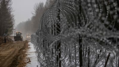 Staket byggs vid gränsne mellan Polen och Belarus