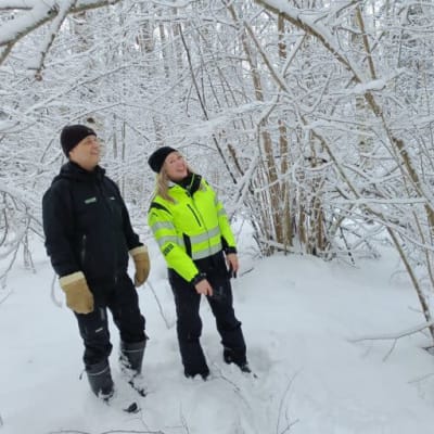 Luonnonhoidon asiantuntija Jukka Ruutiainen Suomen metsäkeskuksesta ja Nokian kaupunginpuutarhuri Venla Kuusela tarkastamassa hoitokohdetta Järvivainion pähkinäpensaslehdossa.