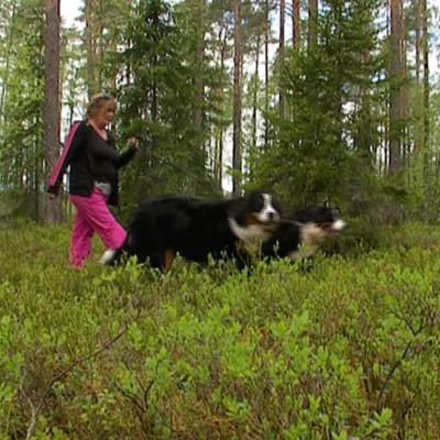 Liisa Syrjä taluttaa koiriaan metsässä.