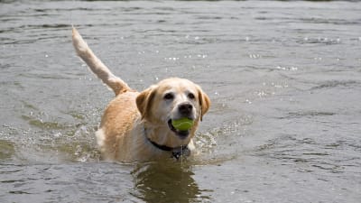 Labrador simmar med tennisboll.